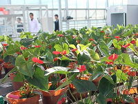 高科技温室培育“智慧花朵”