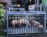 GH-SCS南通称猪平台称，动物平台秤